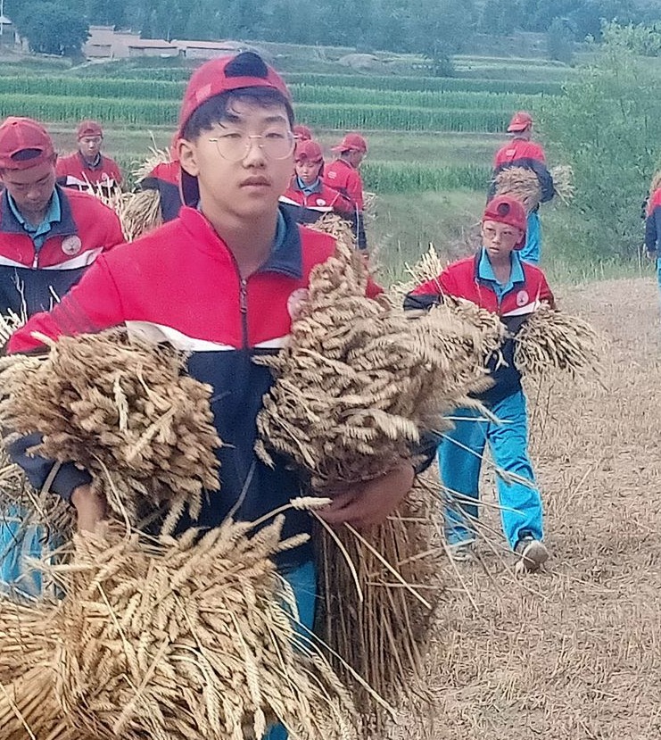 2021年李锋教育夏令营第三期第14天：让孩子体验收割小麦的辛苦_www.hnlfjy.com.cn