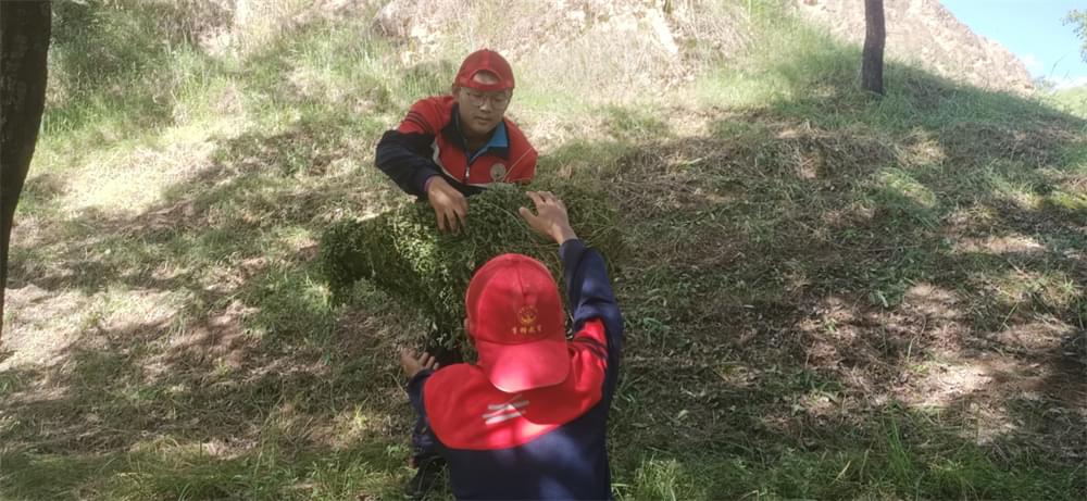 2021年李锋教育暑期夏令营第二期第三天：滴水之恩，割草相报！_www.hnlfjy.com.cn