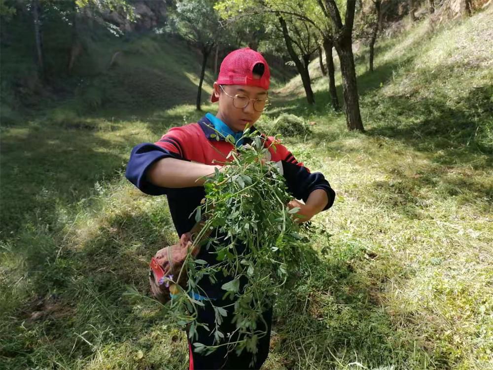 2021年李锋教育暑期夏令营第二期第三天：滴水之恩，割草相报！_www.hnlfjy.com.cn