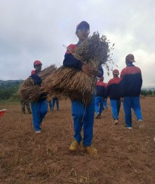 2021年李锋教育夏令营第三期第14天：让孩子体验收割小麦的辛苦