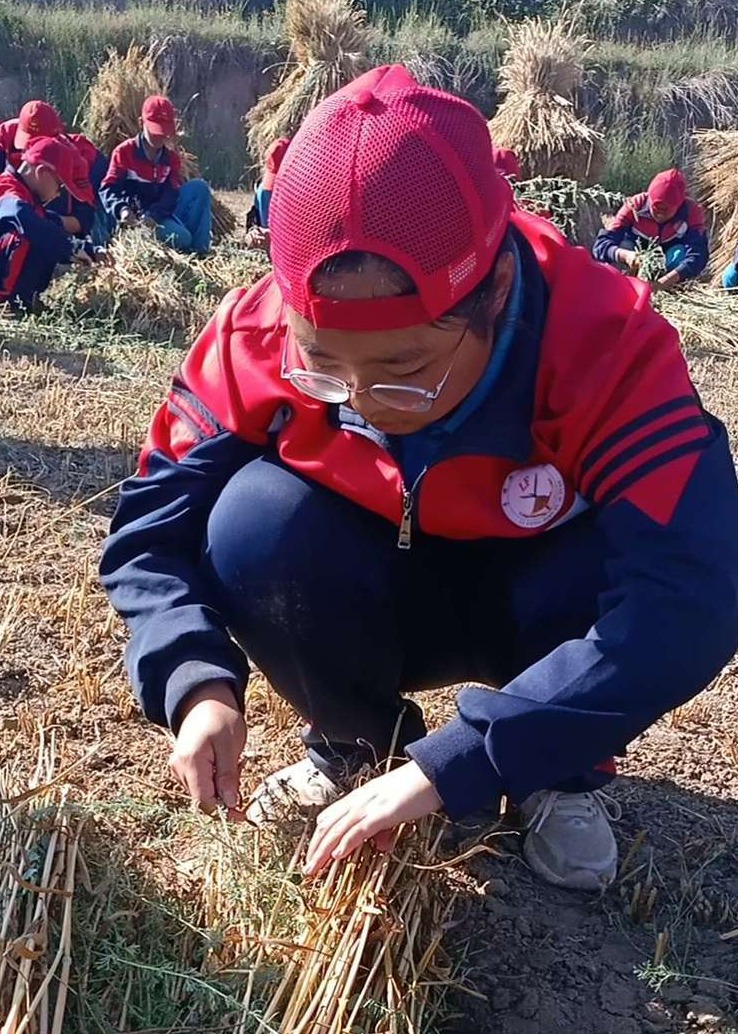 2021年李锋教育夏令营第三期第5天：太阳下捡麦穗的日子_www.hnlfjy.com.cn