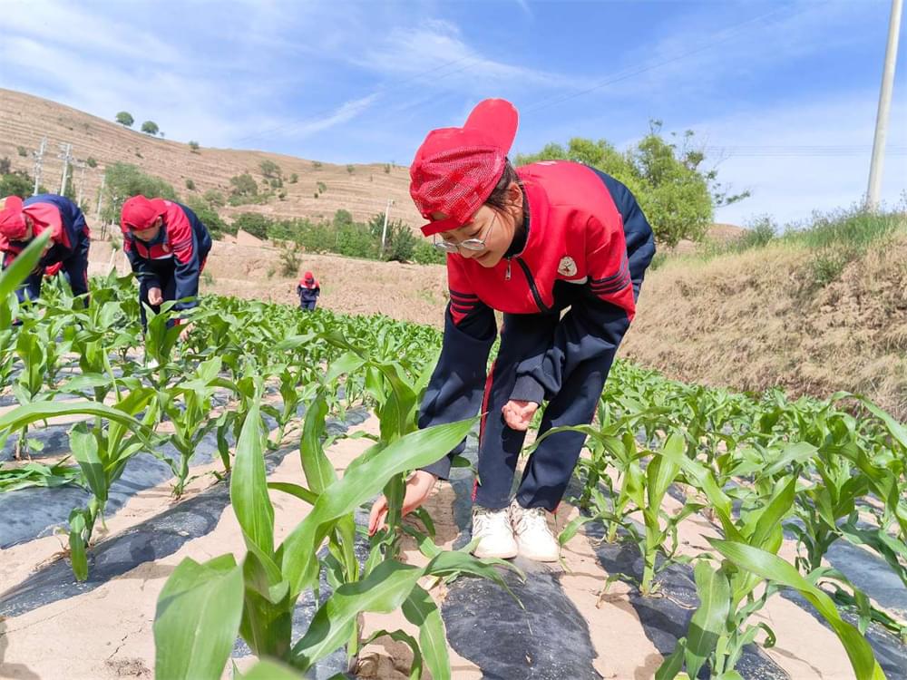  李锋教育「2023年成长不烦恼」夏令营第七天：乐于助人的快乐 亲力亲为的农田体验_www.hnlfjy.com.cn